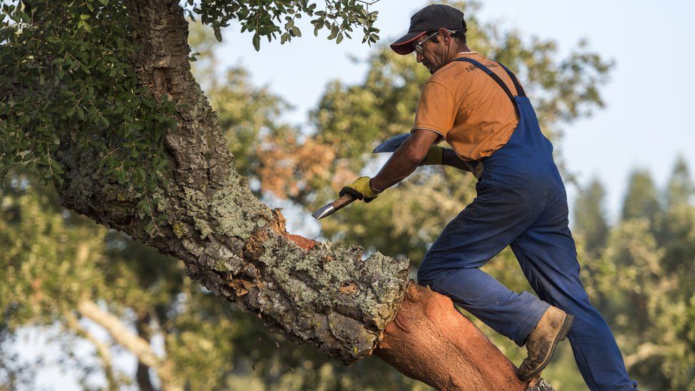 Cork being removed from a cork oak tree in southern Portugal