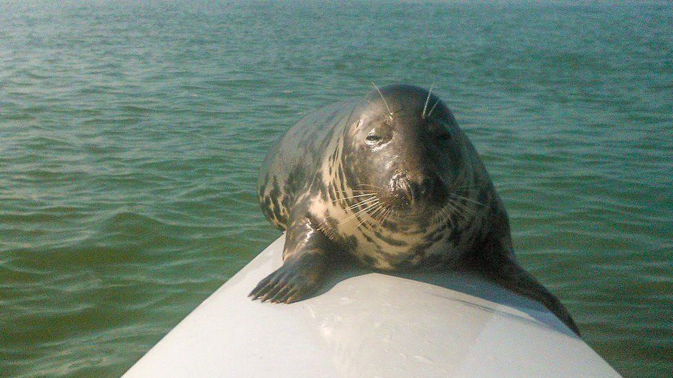 Seal hitches ride on Suffolk rower's boat - BBC News