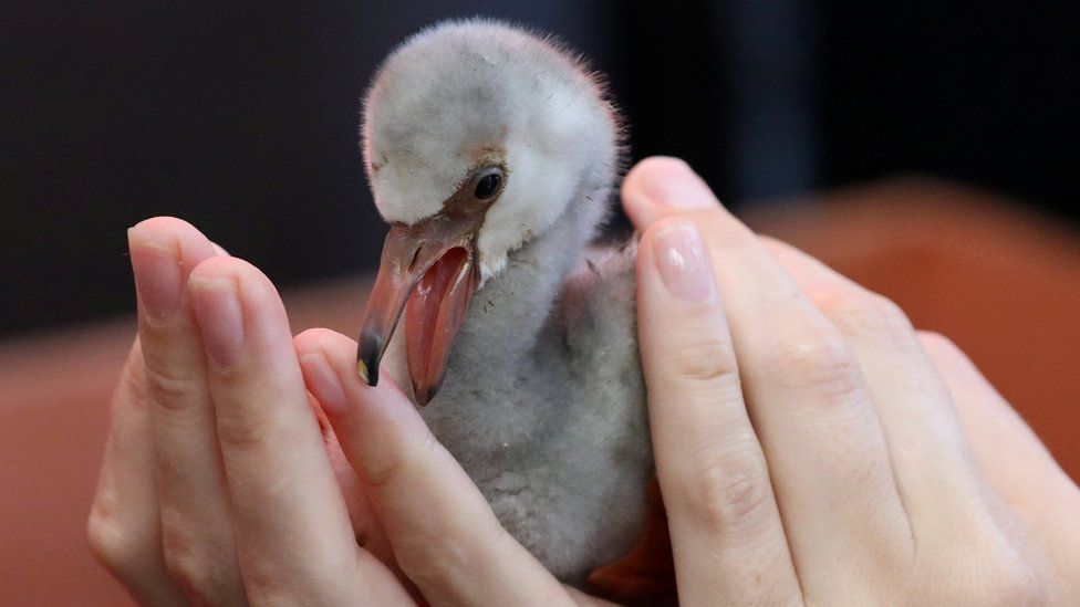 Lesser flamingo chick