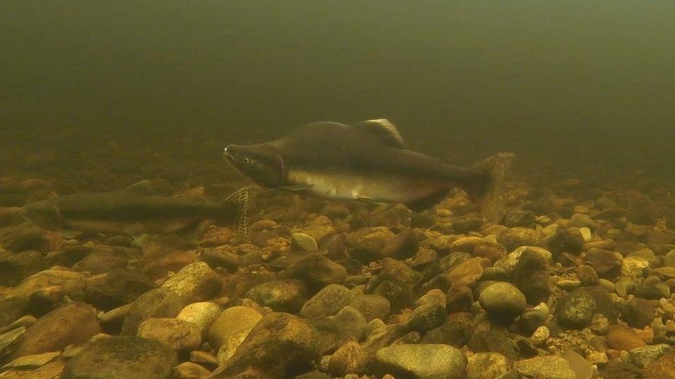 Male and female pink salmon