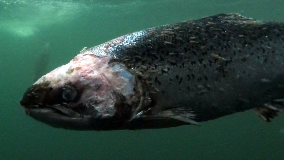 Farmed salmon with lice damage, filmed in a fish farm called ‘Vacasay’ in Loch Roag, Outer Hebrides.