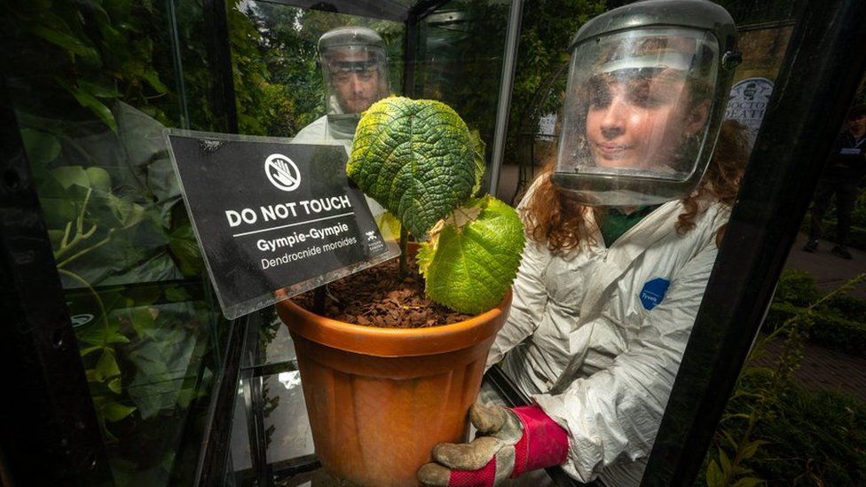 Staff in hazardous materials suits with the poisonous plant