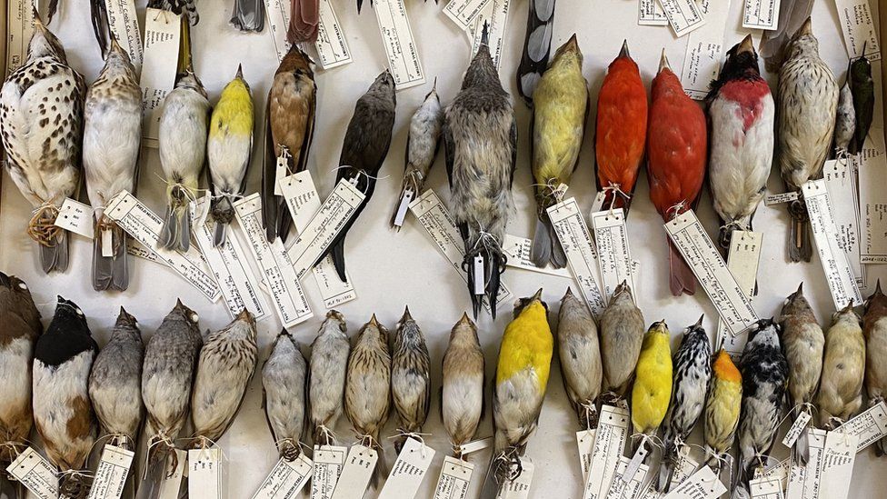 Rows of bird specimen of various sizes and colours