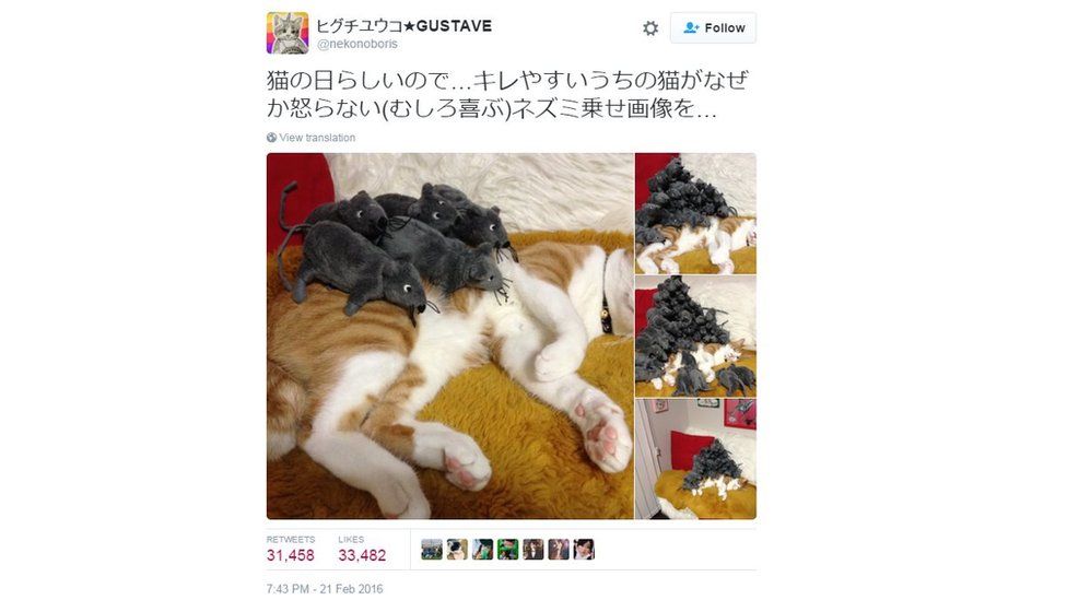 This Twitter user pranked a sleeping pet cat which woke up to find itself buried under an avalanche of toy mice