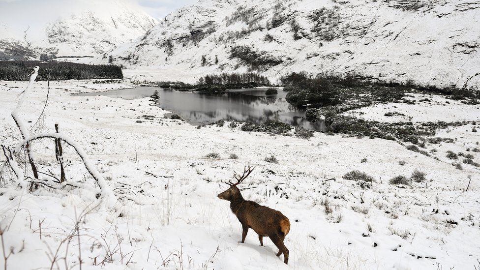 Stag in Glen Etive