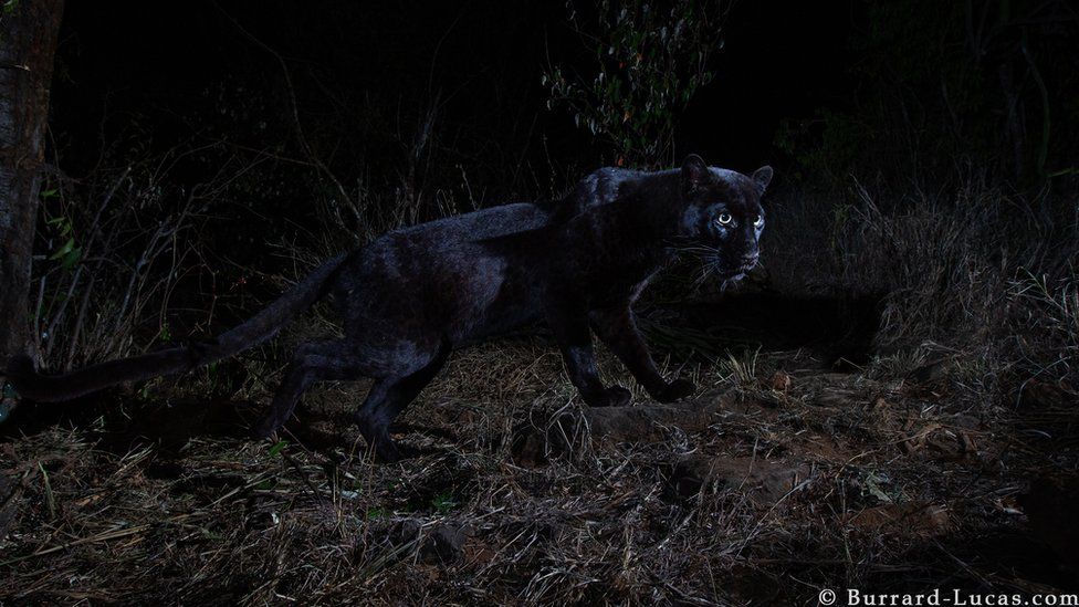 A black leopard captured in the wild