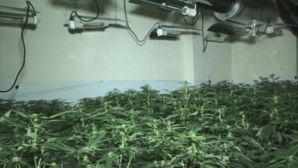 Cannabis plants at a property in Weston-super-Mare