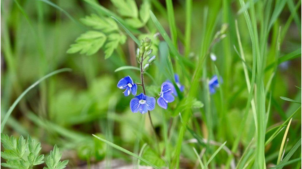 Speedwell