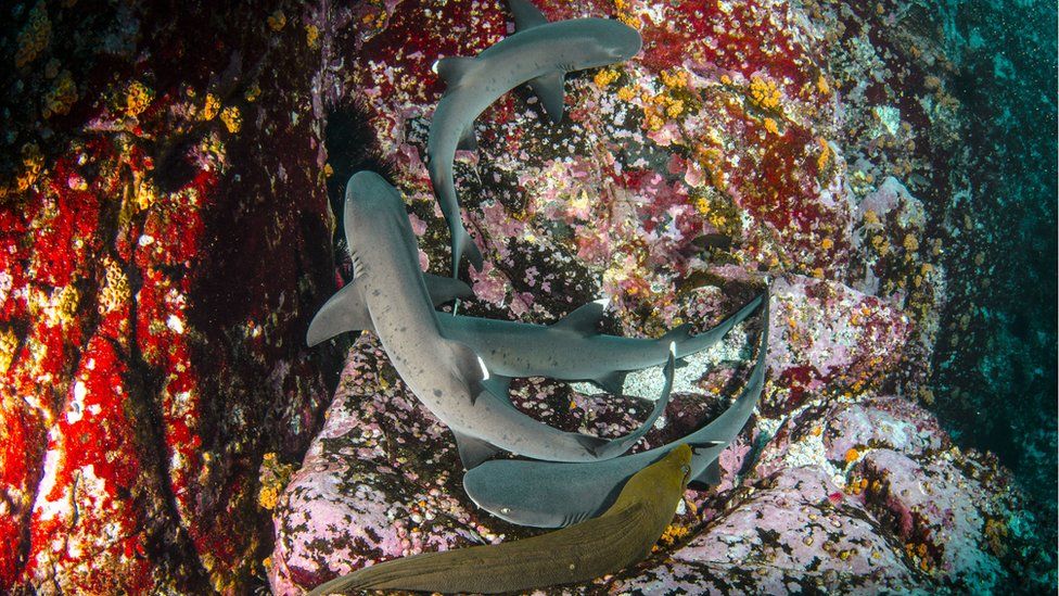 Whitetip sharks and a Moray eel pictured close to the islands
