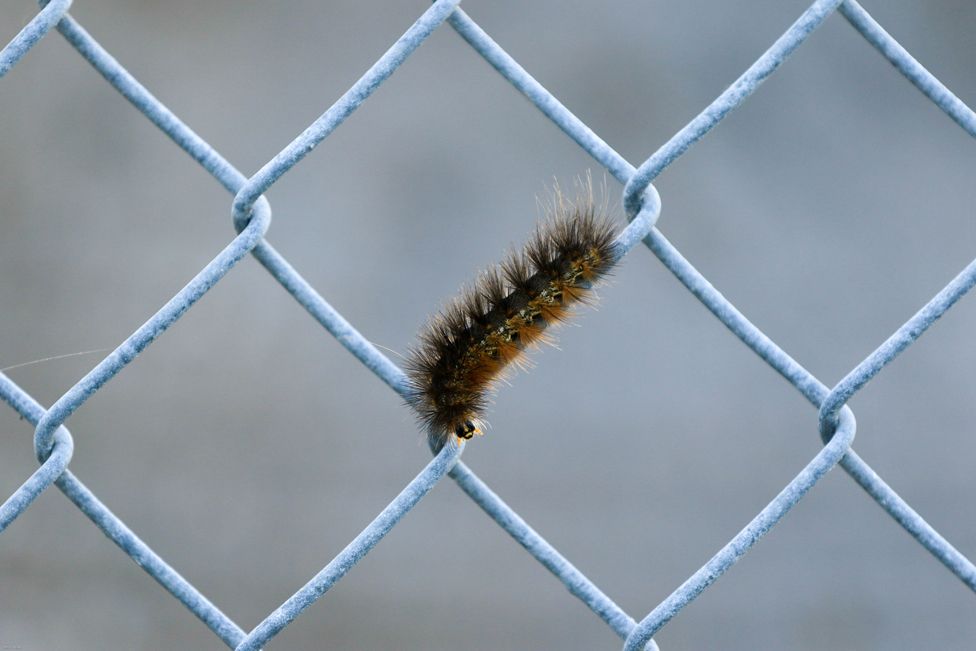 A caterpillar walking on a wire fence