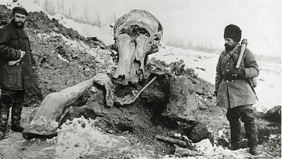 Woolly mammoth