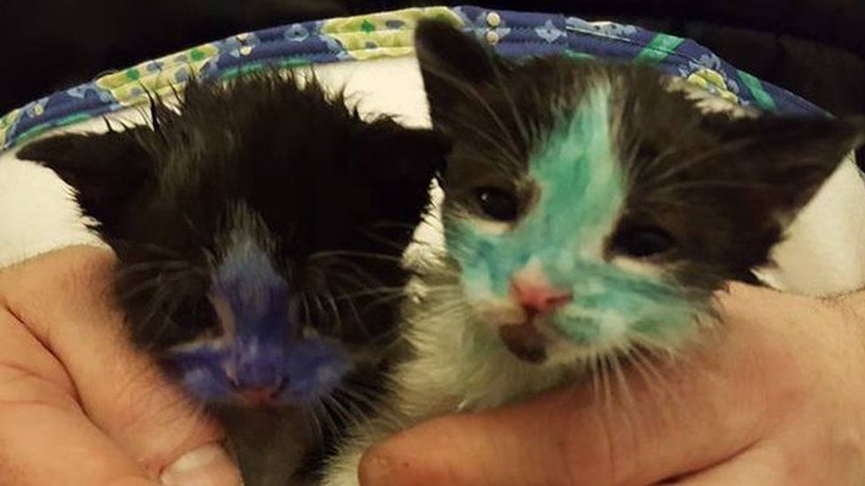 Smurf and Shrek at the Bradford Cat Watch Rescue