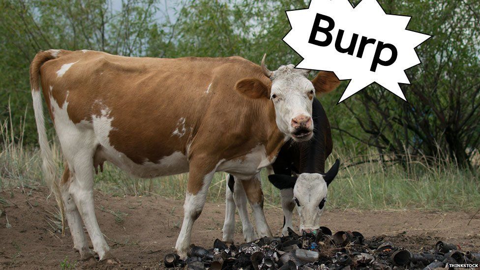 A cow, burping.