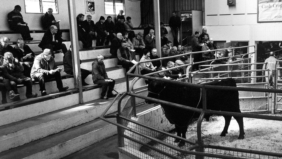 Cattle in Bandon Mart surrounded by a crowd of people