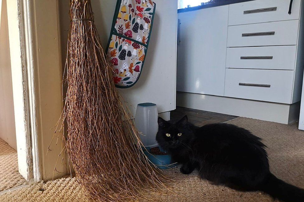 Cairn the cat and Tonks' broom