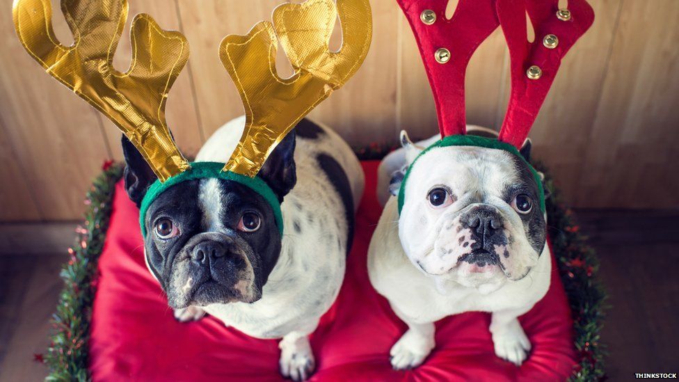 Dogs in Christmas costumes