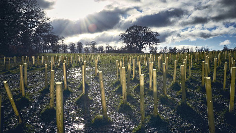 Tree planting, UK