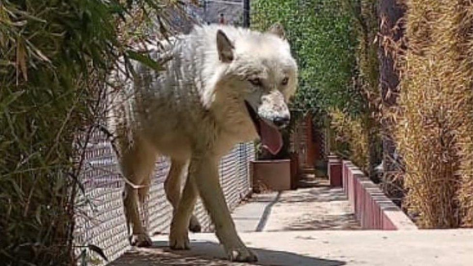 A coyote was among the animals seized