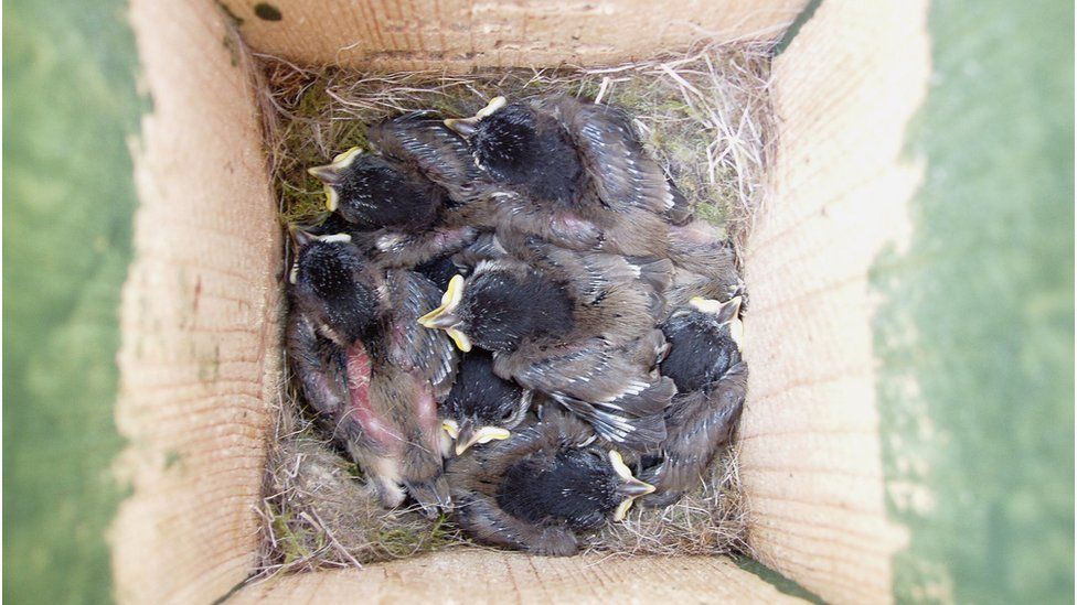 Nest-box with chicks