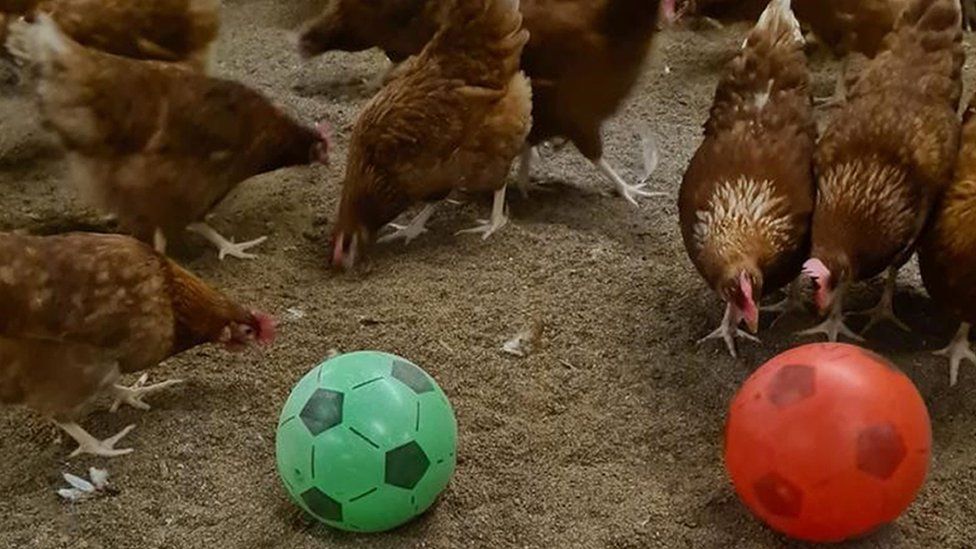 Chickens playing football