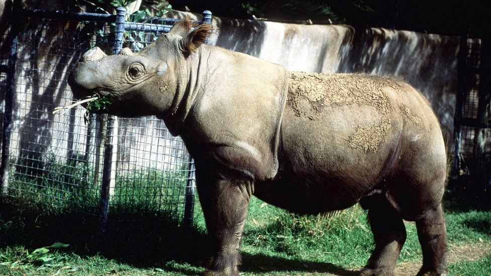 rhino-eating-at-a-zoo
