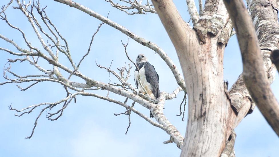 The heroic effort in the  to save the harpy eagle from deforestation