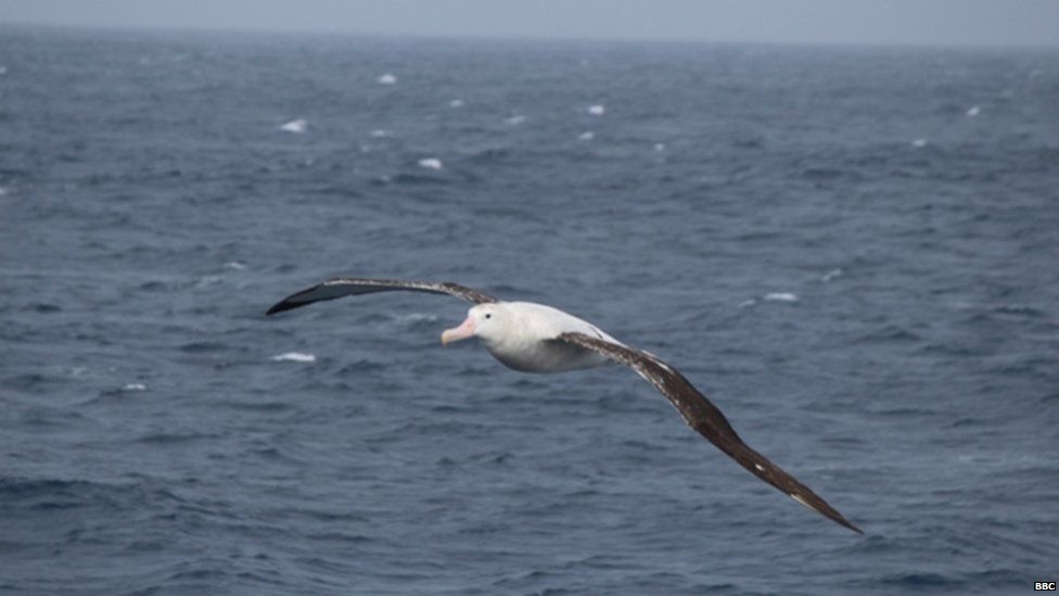 A large white albatross in the foreground, wings spread and flying over the blue water.