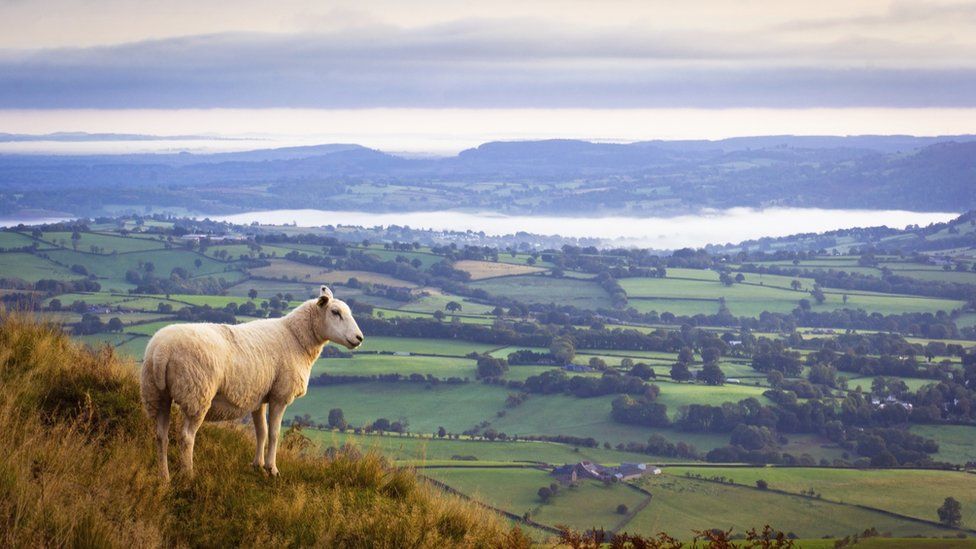 Lone sheep high above misty countryside in Monmouthshire
