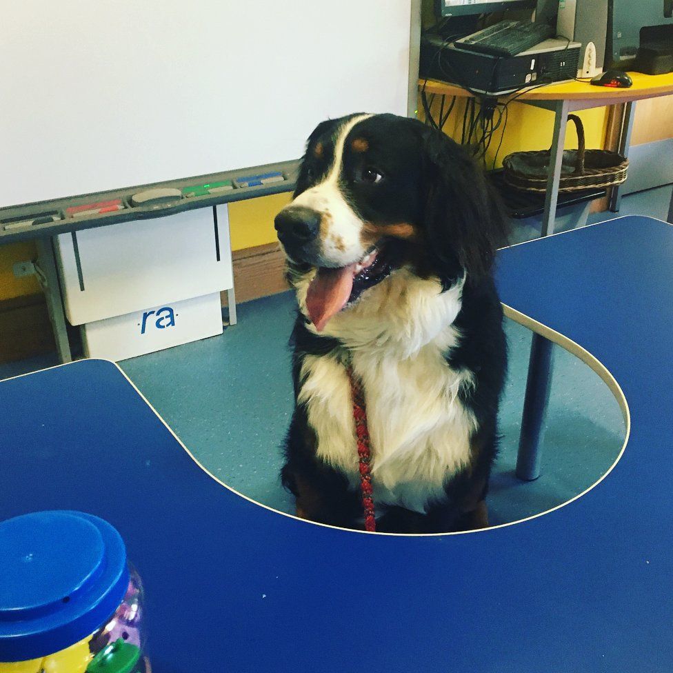 A long-furred black-and-white dog sits at a desk in a classroom. He looks happy, but a bit tired after a day of studying.