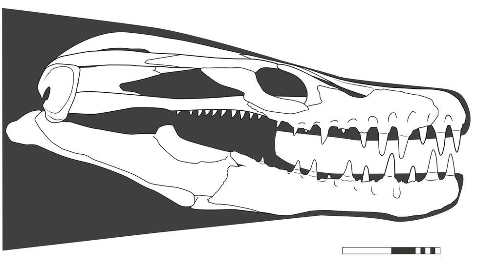 Reconstruction image of the Khinjaria skull