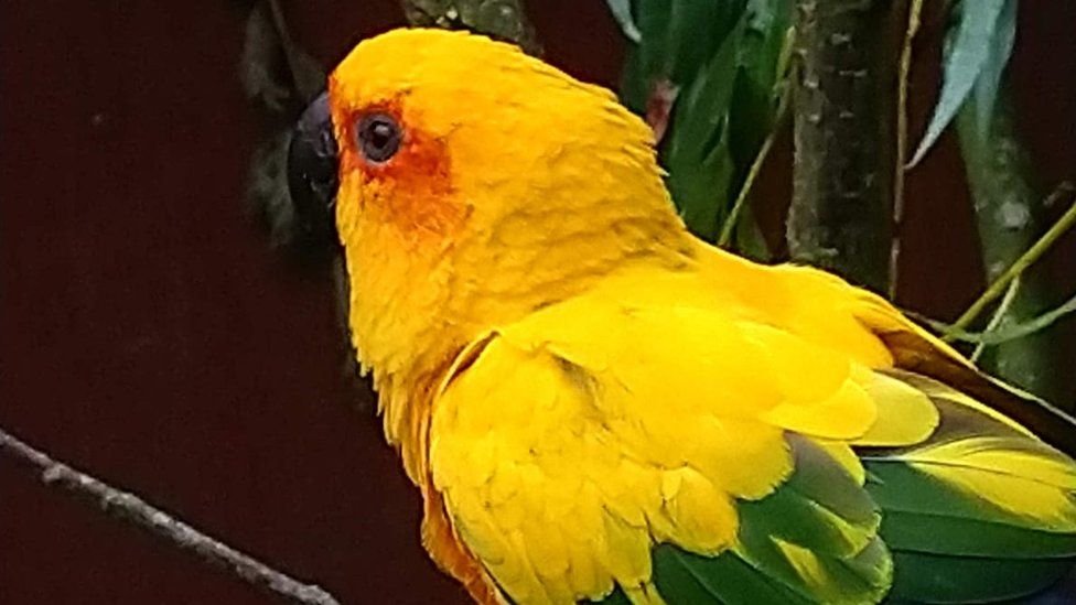 A sun conure parakeet