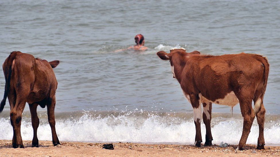 Cows watching someone swim