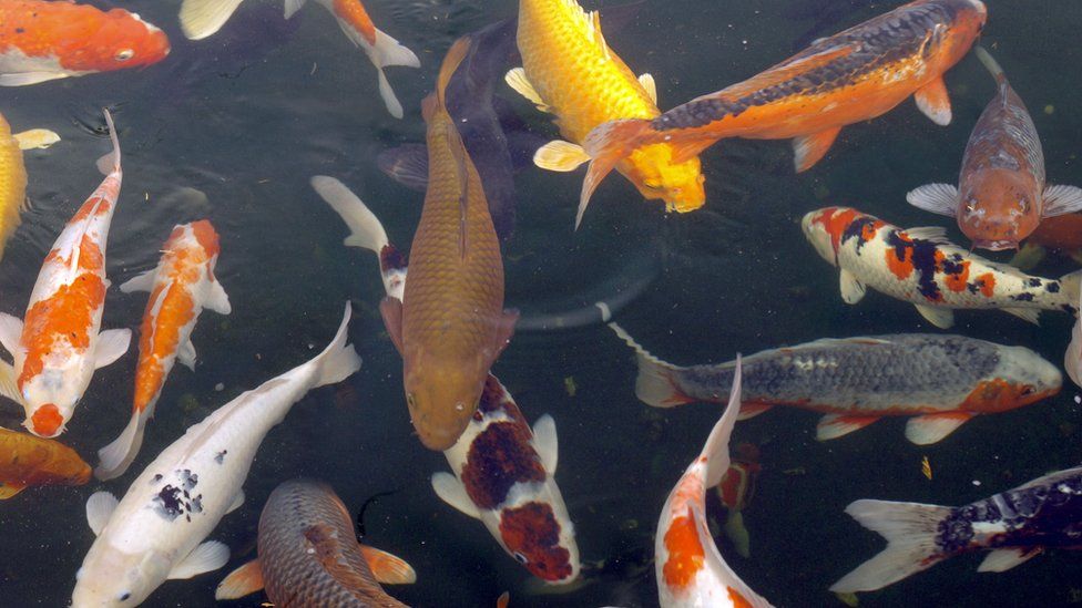 Koi Carp in a pond