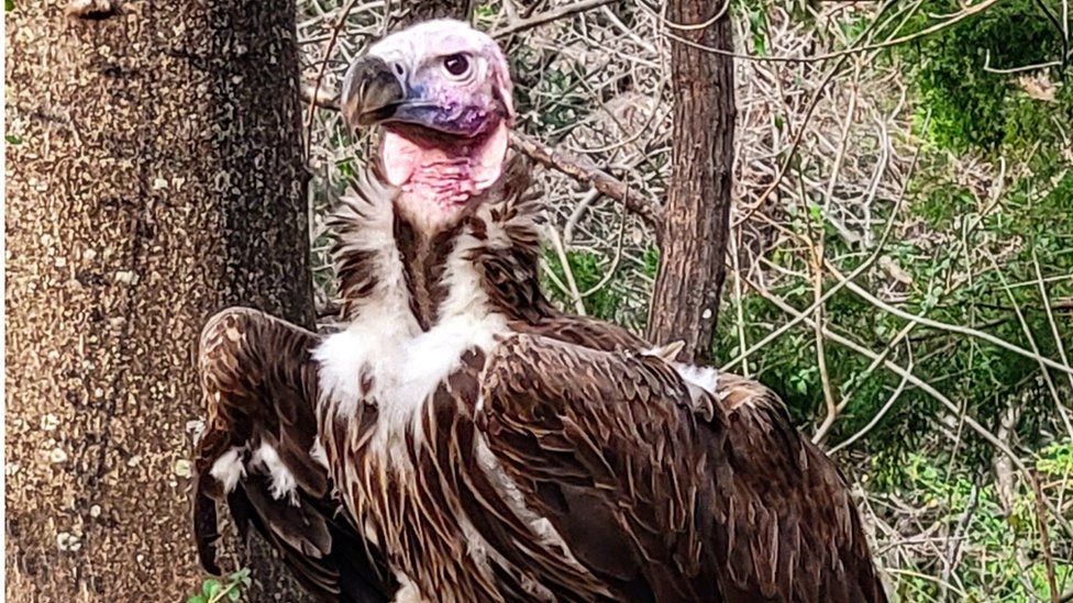 Photo of vulture