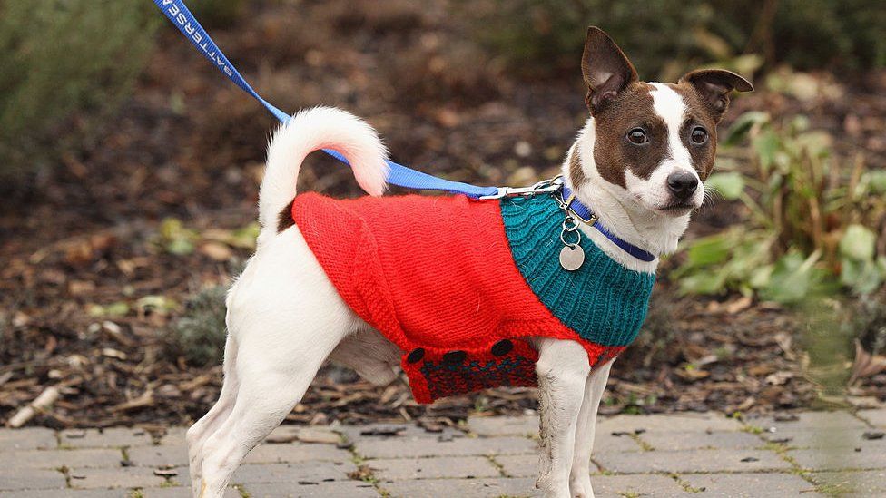 How Much Do Battersea Dogs Cost