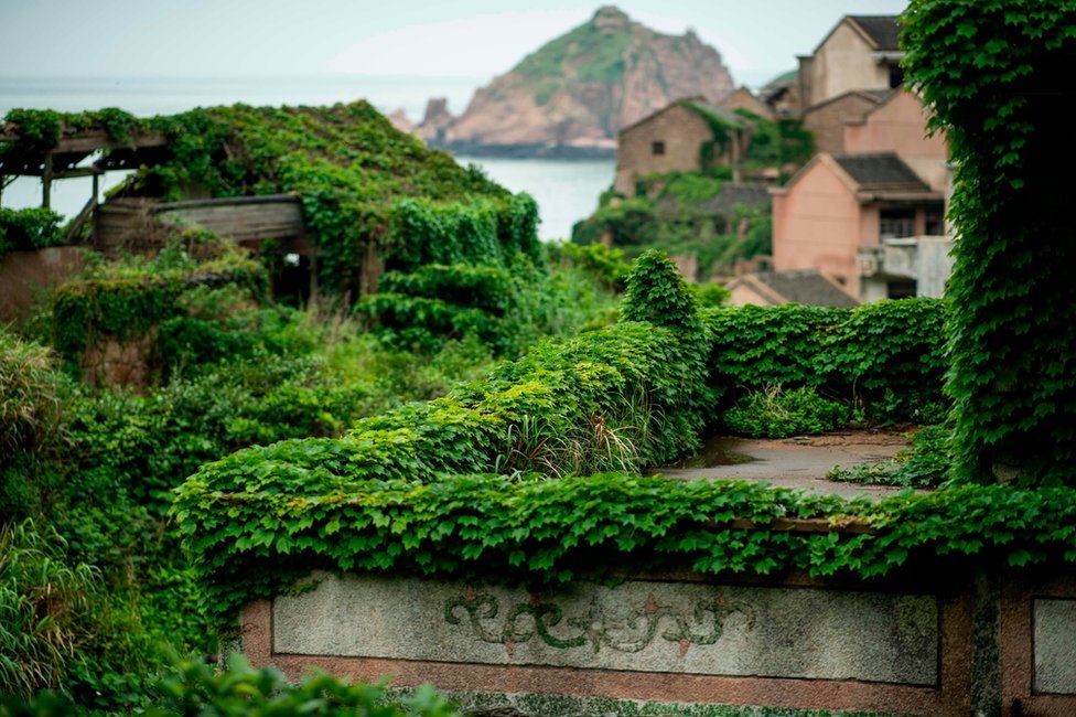 Abandoned village houses covered with overgrown vegetation in Houtouwan on Shengshan island