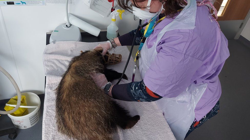 Un tejón examinado por un veterinario