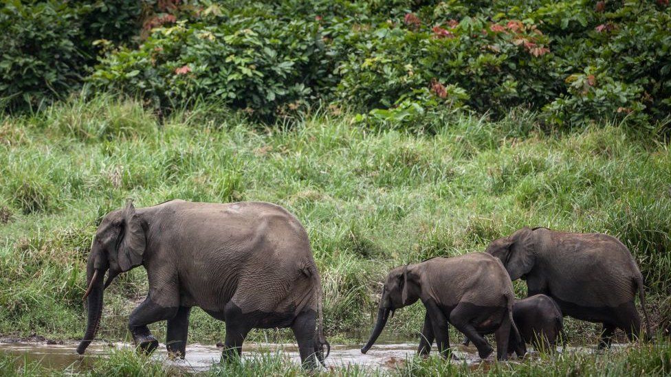 Forest elephants are seen at Langoue Bai in the Ivindo national park, on April 26, 2019