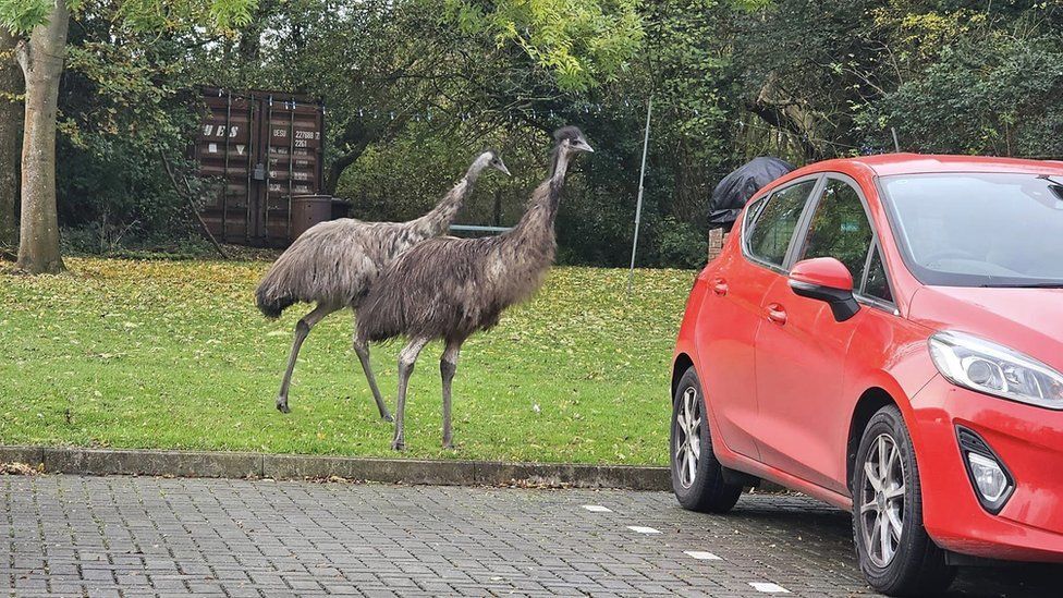 Escaped Essex emus arrive at veterinary practice car park - BBC News