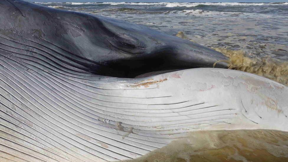 The dead fin whale on the north Norfolk coast