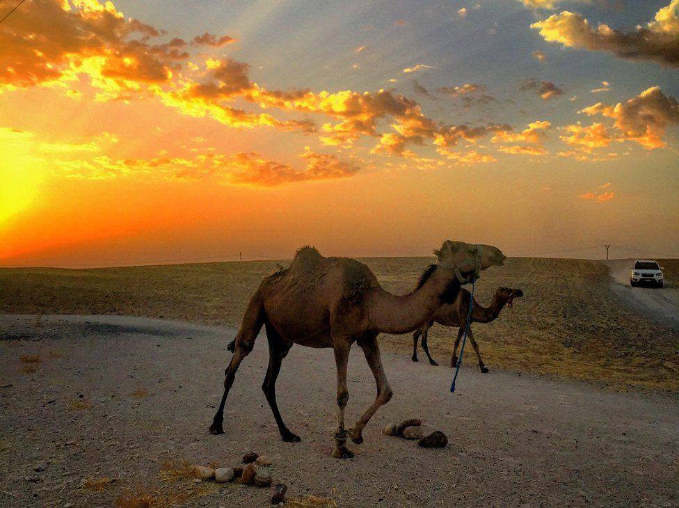 Camels