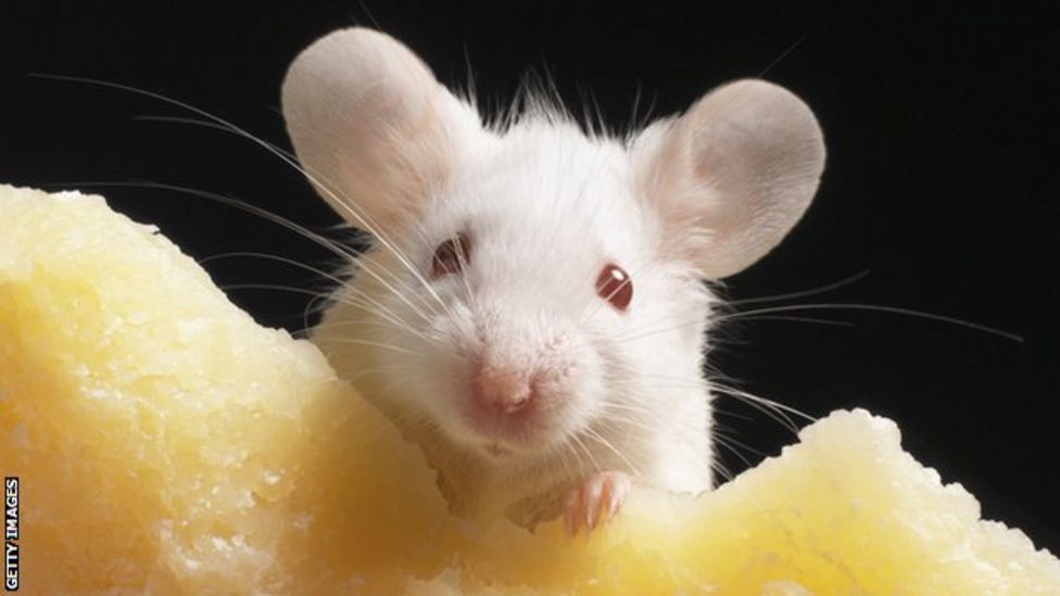 Australian Open Players told not to feed mice while in Covid