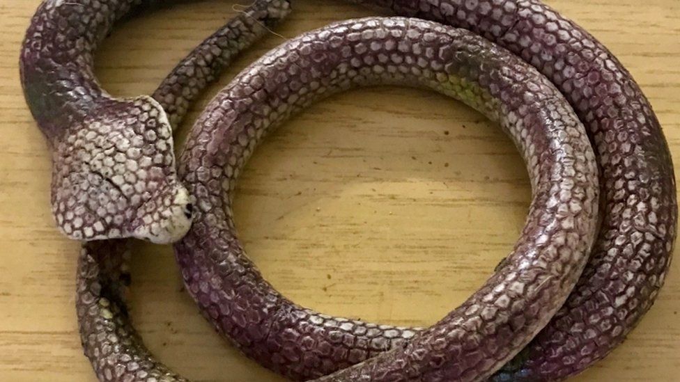 Rubber snake on Shildon wheelie bin sparks RSPCA call out - BBC News