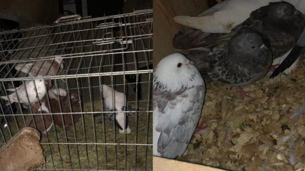 Pigeons found by police