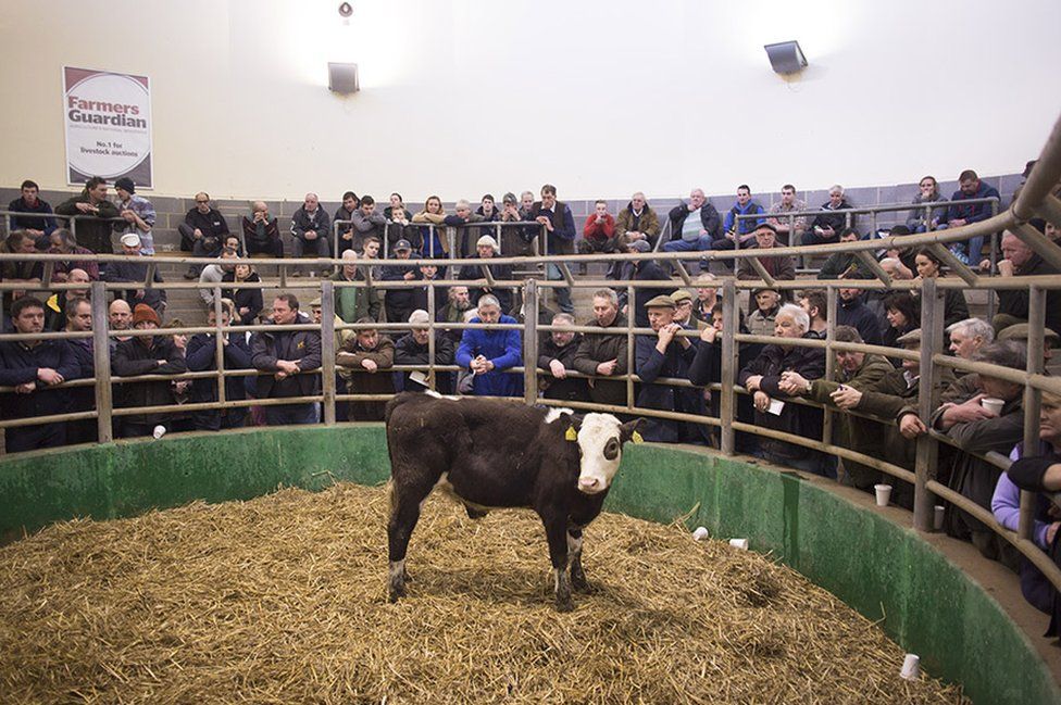 A cow stands in an auction ring