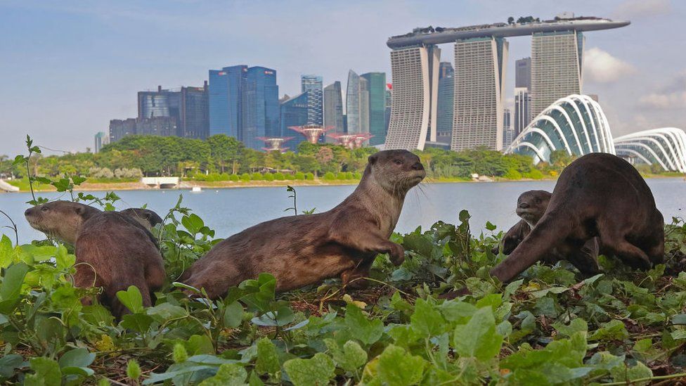 Otters pictured in Singapore