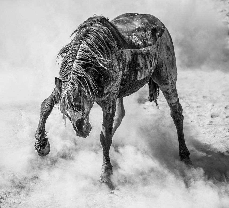 Черно-белое фото дикого жеребца-мустанга, поднимающего пыль