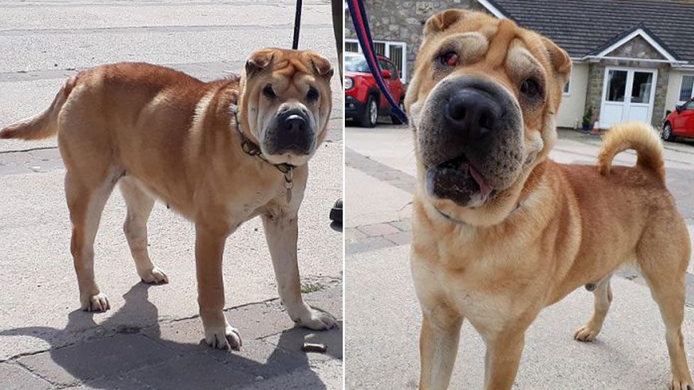 Shar-Pei dogs Peaches and Maximus are mother and son