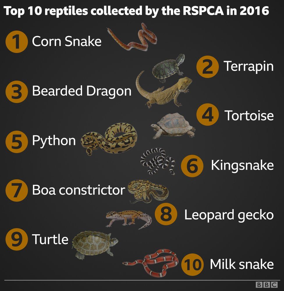 Reptiles graphic