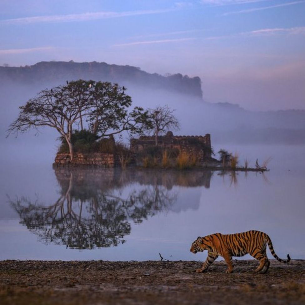 Бенгальский тигр у озера